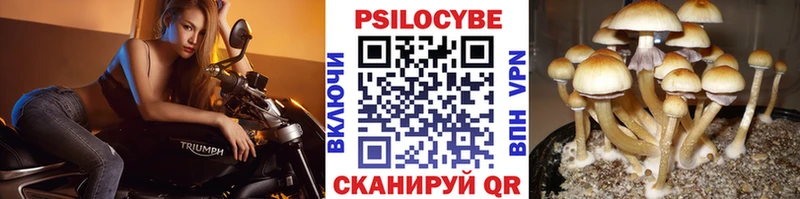 что такое наркотик MEGA как войти Галлюциногенные грибы Psilocybine cubensis Калачинск